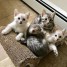 adoptez-mes-adorables-chatons-de-bengal