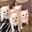 magnifiques-chatons-ragdoll-a-donner-gratuitement