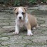 chiot-american-staffordshire-terrier-chiots-de-compagnie-gmail-com