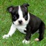 adorable-chiot-boston-terrier-chiots-de-compagnie-gmail-com