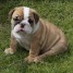 adorable-chiot-bulldog-anglais-chiots-de-compagnie-gmail-com