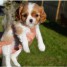 adorable-chiot-cavalier-king-charles-chiots-de-compagnie-gmail-com