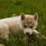 adorable-chiot-husky-siberien-chiots-de-compagnie-gmail-com