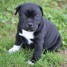 adorable-chiot-american-stafforshire-bull-terrier-chiots-de-compagnie-gmail-com