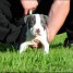 adorable-chiot-american-bully-chiots-de-compagnie-gmail-com