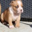 adorable-chiot-american-staffordshire-terrier-chiots-de-compagnie-gmail-com