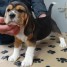 adorable-chiot-beagle-chiots-de-compagnie-gmail-com