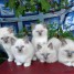 tres-jolie-portee-de-5-chatons-sacre-de-birmanie-loof-a-donner