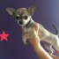 agreable-chiot-femelle-chihuahua-3-mois