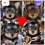 agreable-chiots-yorkshire-femelles-3-mois