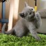 magnifiques-chatons-british-shorthair-a-donner