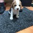 je-donnes-mes-bebes-beagle-gratuitement