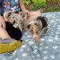 mes-mignons-petits-border-collie-sont-a-adopter