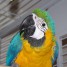 adorable-perroquet-ara-bleu-et-jaune-a-donner