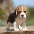 a-donner-chiot-beagle-male