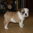 a-donner-chiot-type-bulldog-anglais-male