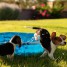 spendides-beagle-a-adopter