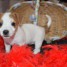bebe-chiots-jack-russell