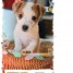 adorables-chiots-jack-russell