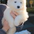 chiots-samoyede-pedigre-a-donner-contacte-mail-rodrigueadeline888-gmail-com