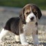 chiot-beagle-lof-a-donner-contacte-mail-bburriello-gmail-com