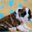 chiot-bulldog-anglais-lof-a-donner-contacte-mail-gedeondegracias-gmail-com
