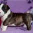 chiot-bull-terrier-lof-a-donner-contacte-mail-rodrigueadeline888-gmail-com