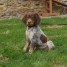 chiot-epagneul-breton-a-donner-contacte-mail-rodrigueadeline888-gmail-com