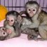 extraordinaires-jeunes-singes-capucins-pure-race-pedigree