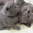 sublimes-chatons-chartreux-pure-race-pedigree
