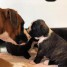 magnifiques-chiots-boxer-pure-race