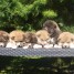 magnifiques-chiots-akita-inu-pure-race-et-pedigree