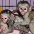 adorables-jeunes-singes-capucins-pure-race-pedigree
