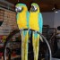 extraordinaire-jeune-couple-de-perroquets-aras-eam-parleurs