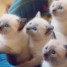 magnifiques-chatons-sacre-de-birmanie-pure-race