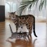 adorables-chatons-bengal-pure-race