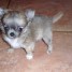 chiot-femelle-type-chihuahua-poil-long-non-lof