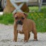 chiot-staffordshire-bull-terrier-a-donner