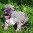 chiot-americain-staffordshire-terrier-lof-a-donner