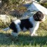 chiot-cavalier-king-charles-a-donner