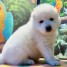 chiot-samoyede-a-donner