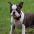 chiot-boston-terrier-a-donner