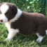 chiot-border-collie-a-donner