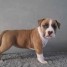 chiot-americain-staffordshire-terrier-a-donner
