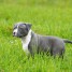 chiot-american-staffordshire-terrier-lof-a-donner