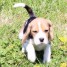 chiot-beagle-lof-a-donner