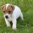 chiot-jack-russell-lof-a-donner