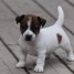 chiot-jack-russell-lof-a-donner