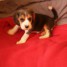 adorable-chiot-beagle-femelle