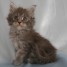 chatons-maine-coon-loof